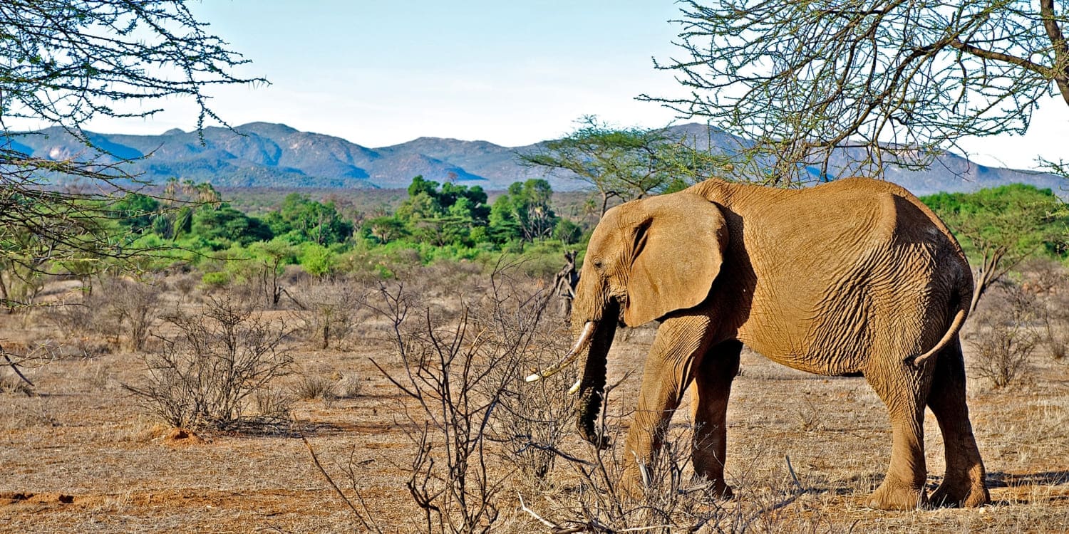 3 day Amboseli safari