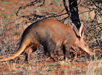 Aardvak in Samburu