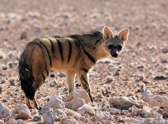 Aardwolf in Samburu