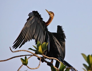 African Darters in Samburu