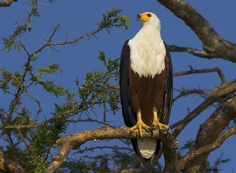 African Fish Eagle in Samburu