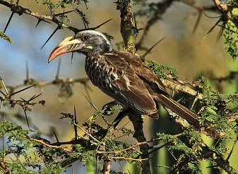 African Grey Hornbills in Samburu