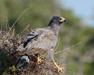 African Harrier Hawks in Samburu