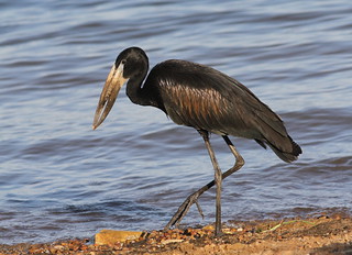 African Openbill in Samburu