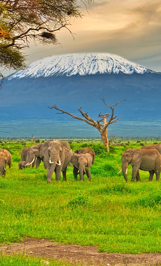 Amboseli National Park