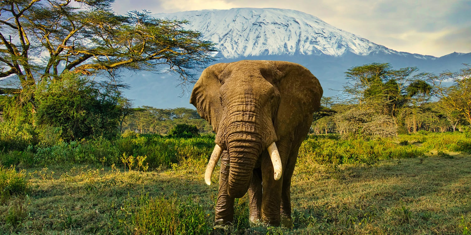 Amboseli National Park