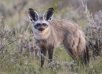 Bat Eared Fox in Samburu