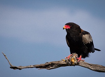 Bateleur Eagle in Samburu