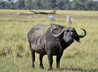 African Buffalo in Samburu