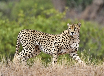 Cheetah in Samburu