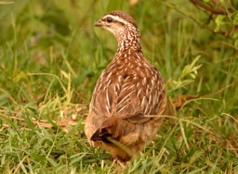 Crested Farncolins in Samburu