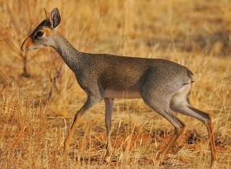 Kirk's Dik Diks in Samburu