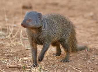 Dwarf Mongoose in Samburu