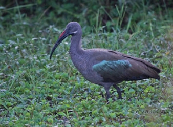 Hadeda Ibis in Samburu