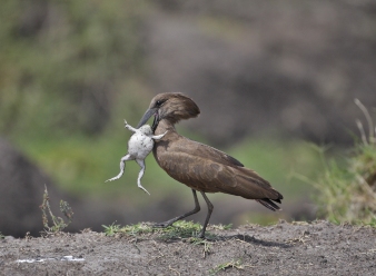 Hamerkop in Samburu