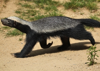 Honey Badgers in Samburu