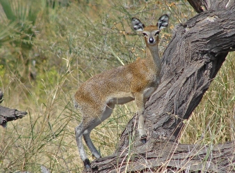Klipspringers in Samburu