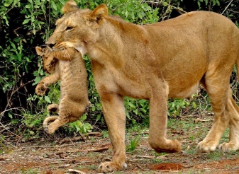 lions in samburu