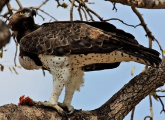 Martial Eagles in Samburu