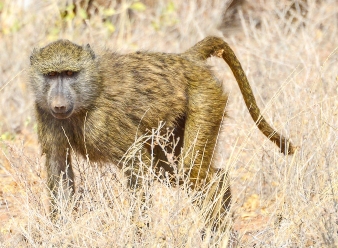 Olive Baboons in Samburu