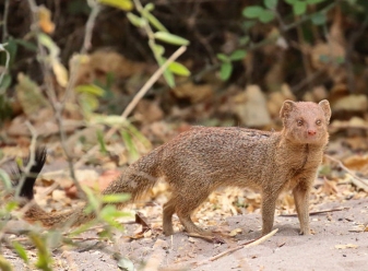 Slender Mongoose in Samburu