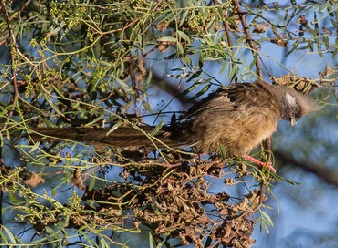 Speckled Mousebirds in Samburu