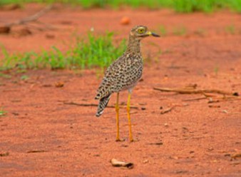 Spotted Thick Knees in Samburu