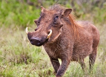 Warthogs in Samburu