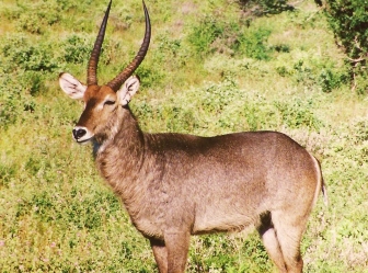Waterbucks in Samburu